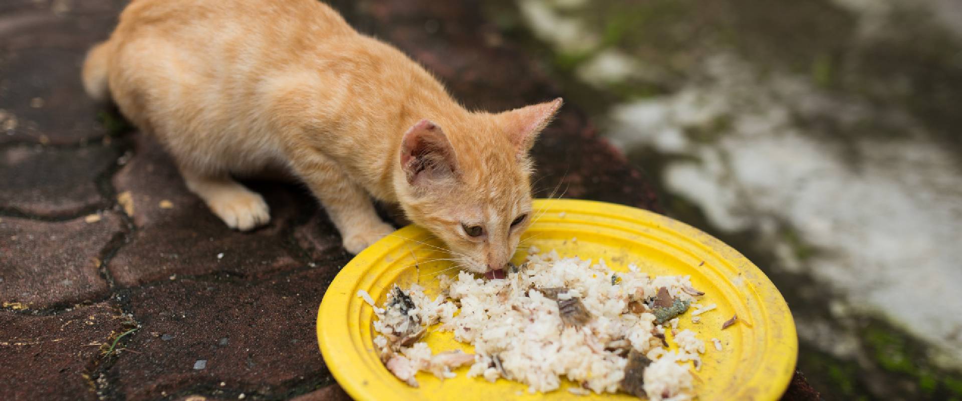 Is white rice good for clearance cats